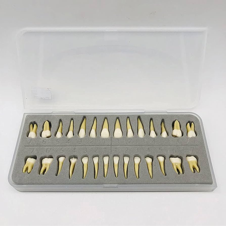 歯科　サンプル模型　6個セット(ゴールドCr,In,On,等) 歯科 サンプル模型 6個セット(ゴールドCr,In,On,等)